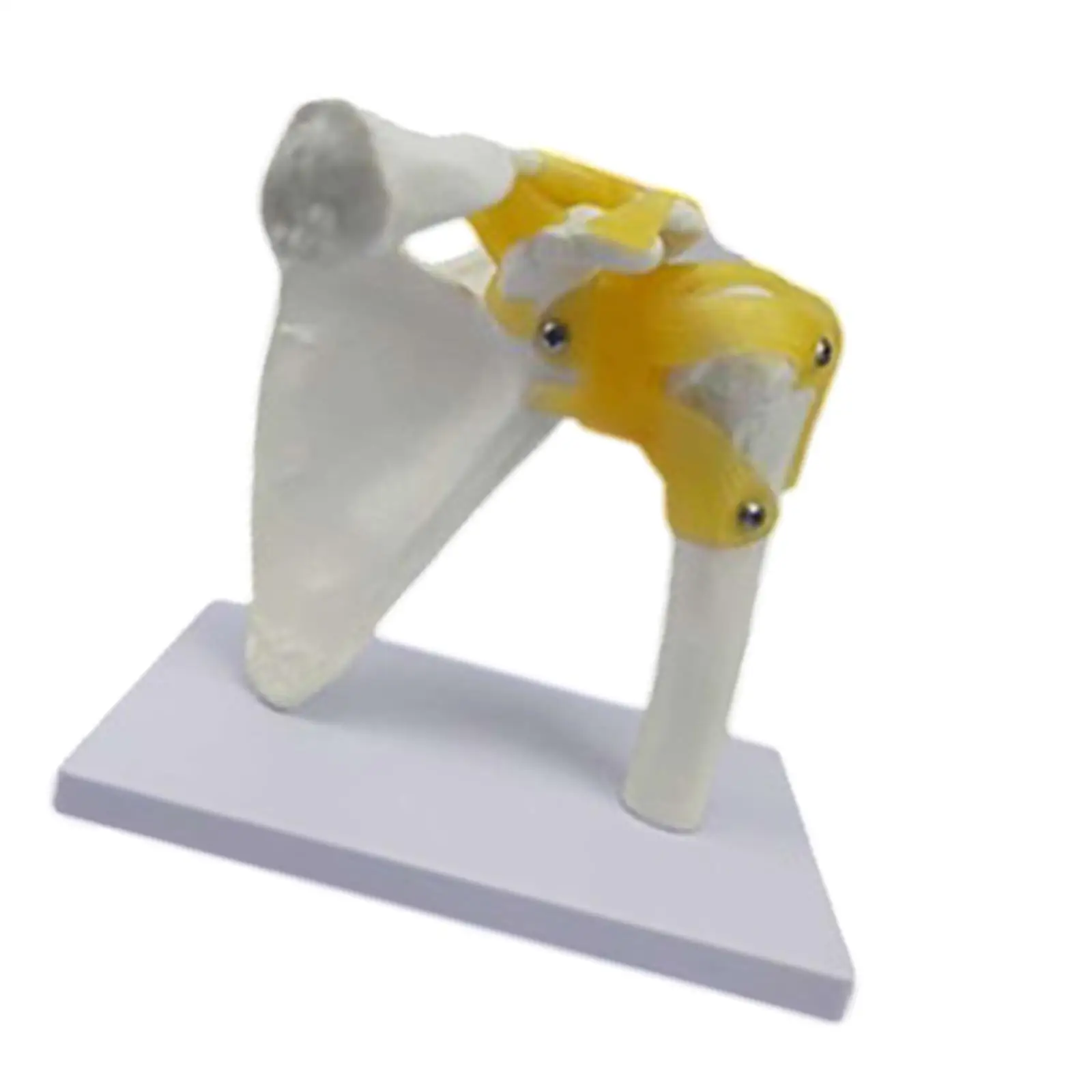 Human Joint Model,Scientific,Medical Teaching Tool,Sturdy,Education,Realistic,Skeleton Model for Science Display Study