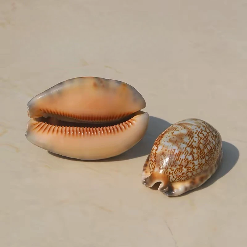Arab Snail 5pcs Shell 4-5cm Conch Fish Tank Home Window Decoration Ornaments Snail Tank Landscape Decoration