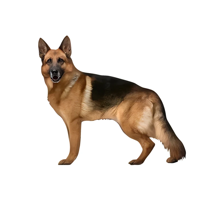 GS11#6.75x5 inches German Shepherd Standing - Sticker Car Decals, Weather-Resistant Vinyl Stickers for Windows, Bumper, Laptop