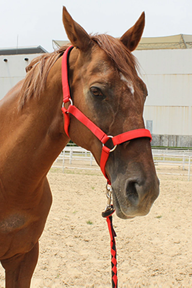 Horse Head Dragon Set Bridle, Têxtil resistente ao desgaste, Conjunto completo de chicote de corda, Suprimentos Equestres Confortáveis