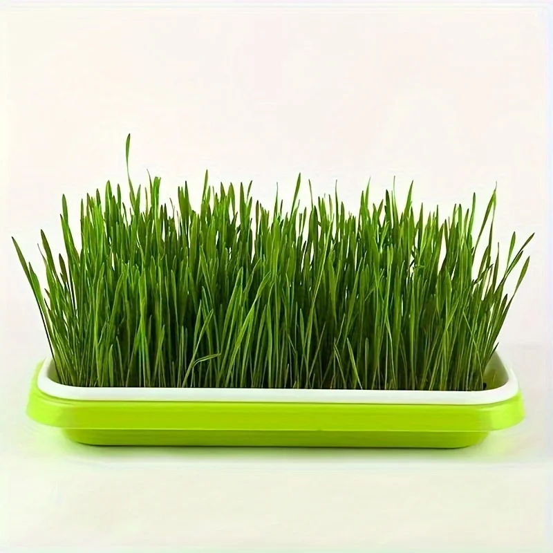 صواني النمو للبذور المنبتة، سلة الزراعة المائية، تنبت البذور بدون تربة، مجموعة صينية إنبات مع غطاء للحديقة