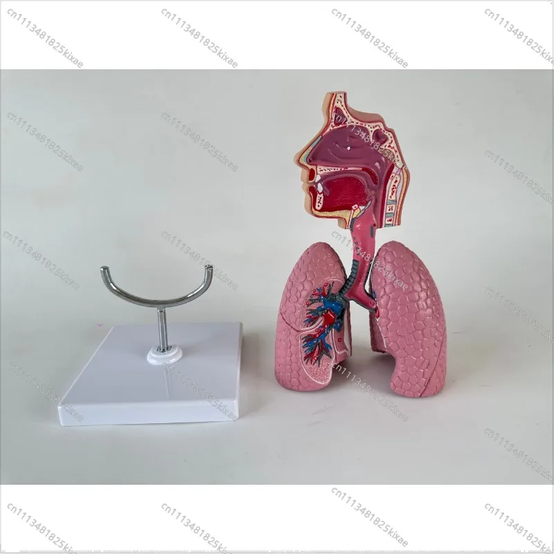 For Medical Teaching Equipment Model, Respiratory System Model, Respiratory Lung Model, Experimental Textbook, Anatomical