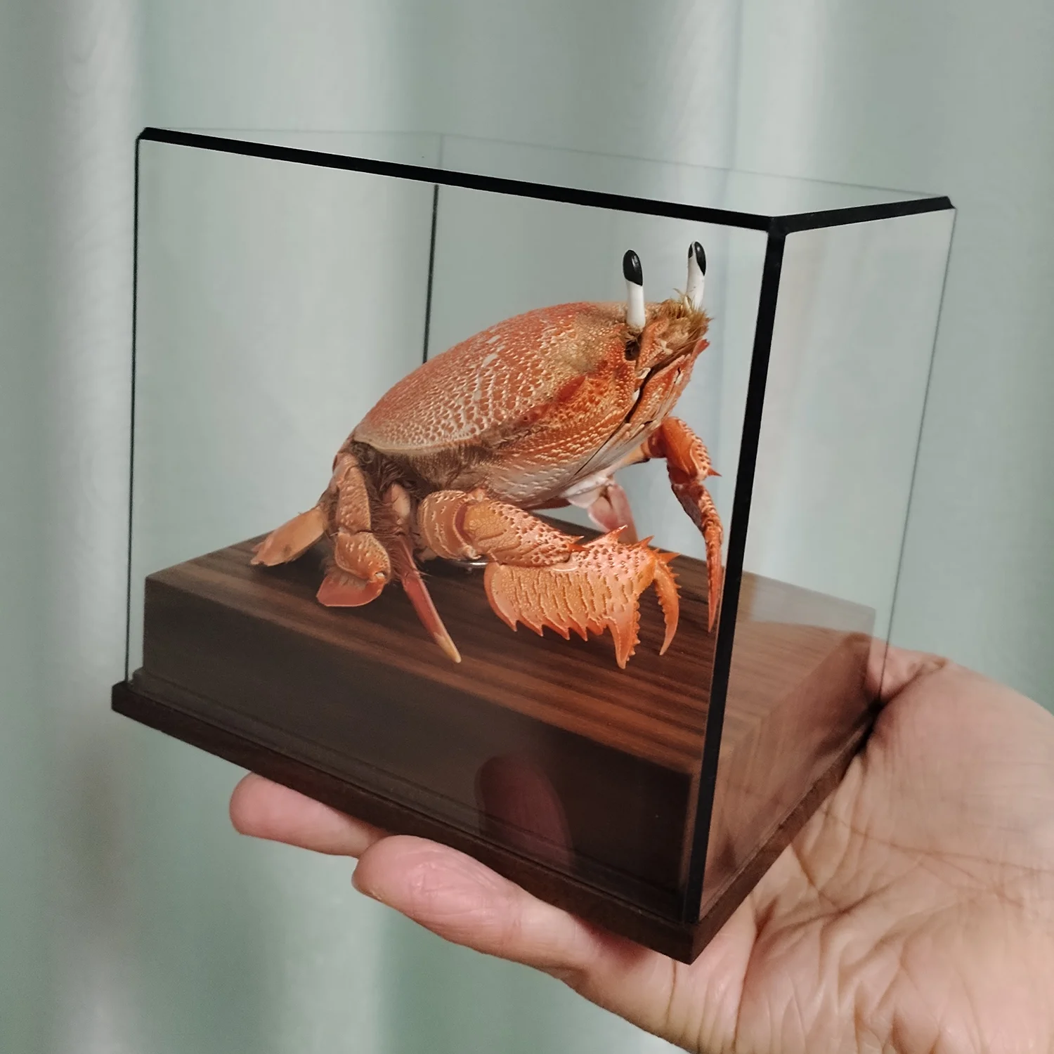 Real Spanner Crab Specimen Authentic Ranina Crab Taxidermy Unique Collectors Home Decor Handicrafts Ideal Gift for Nature Lovers