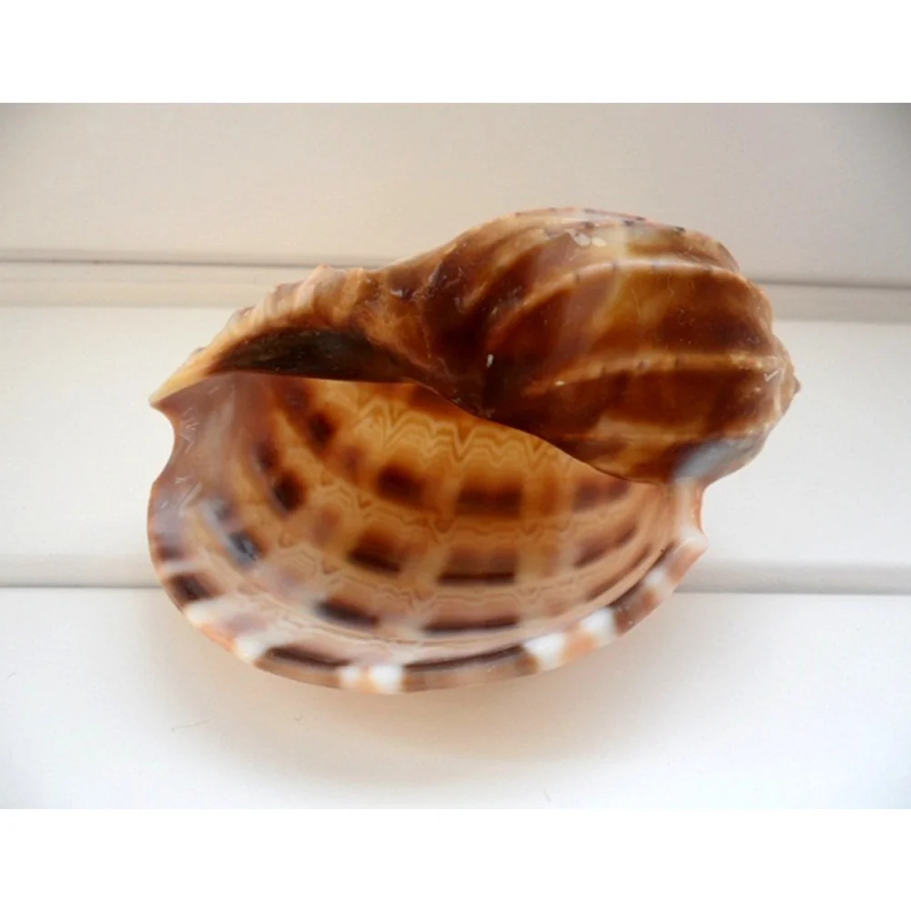 

5 Pcs Aquarium Accessories Fish Decor Large Substrate Conch Tank Ornament for Landscape