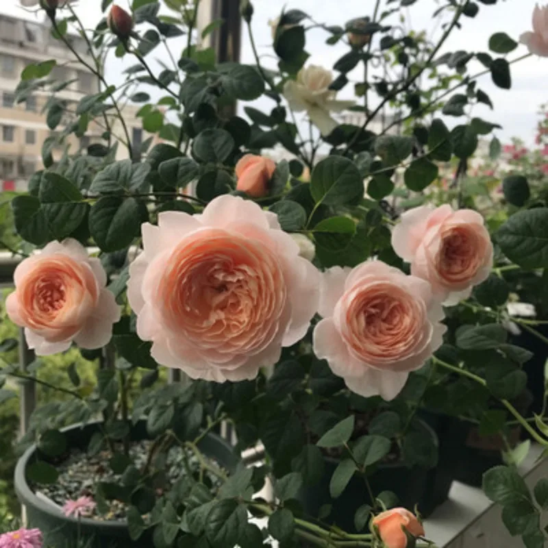 

Комплект карбоновой рамы B-CUBE 450 — автопилот Pixhawk PRO + GPS M9N + двухдиапазонная телеметрия (433/915 МГц), 3 варианта мощности