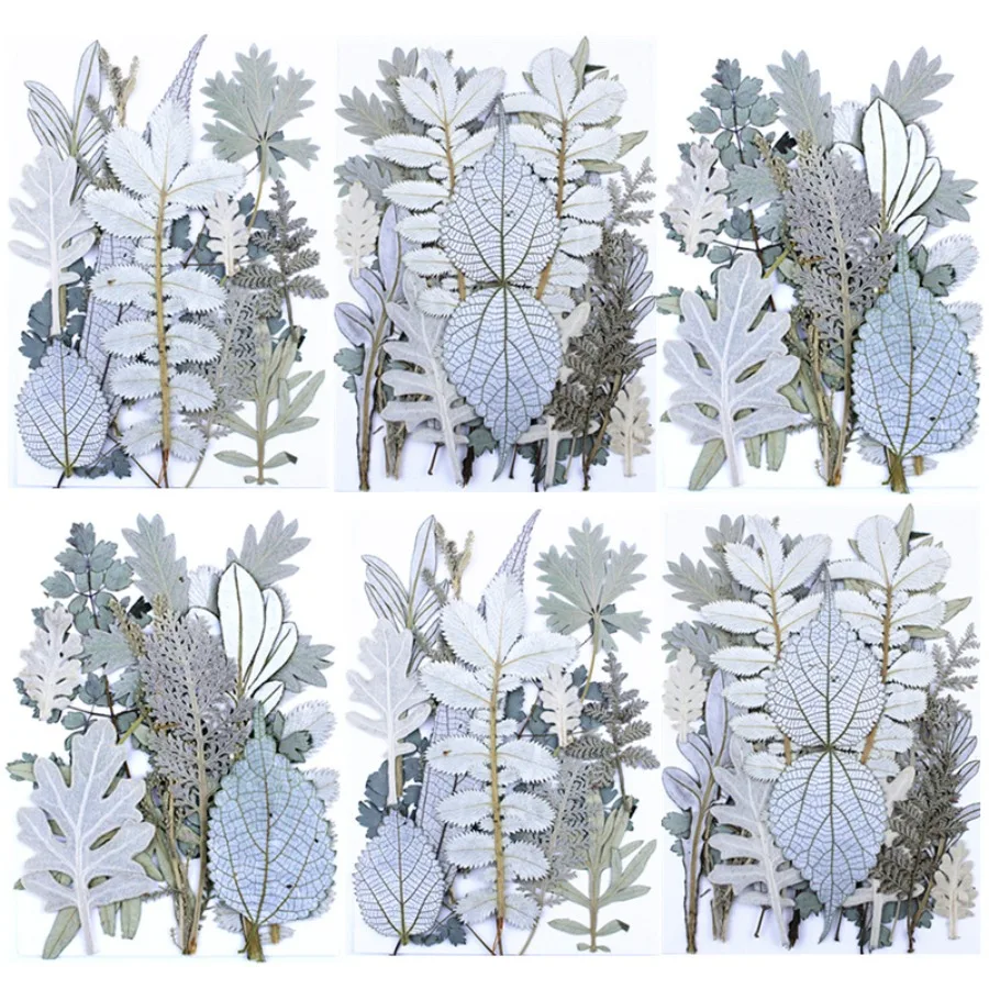 Light White Forest Dried Leaf Collection, Bleached Multi Shape Natural Plant Specimen, Neutral Dry Floral Material for Desk Portrait Shooting Styling