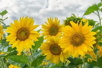 Car Seat Belt Buckl…