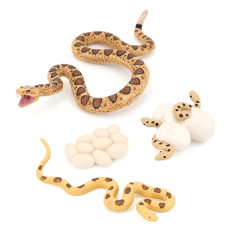 Realistic Animal Life Growth Cycle Biological Model Toys Snake Growth Cycle Biological Model