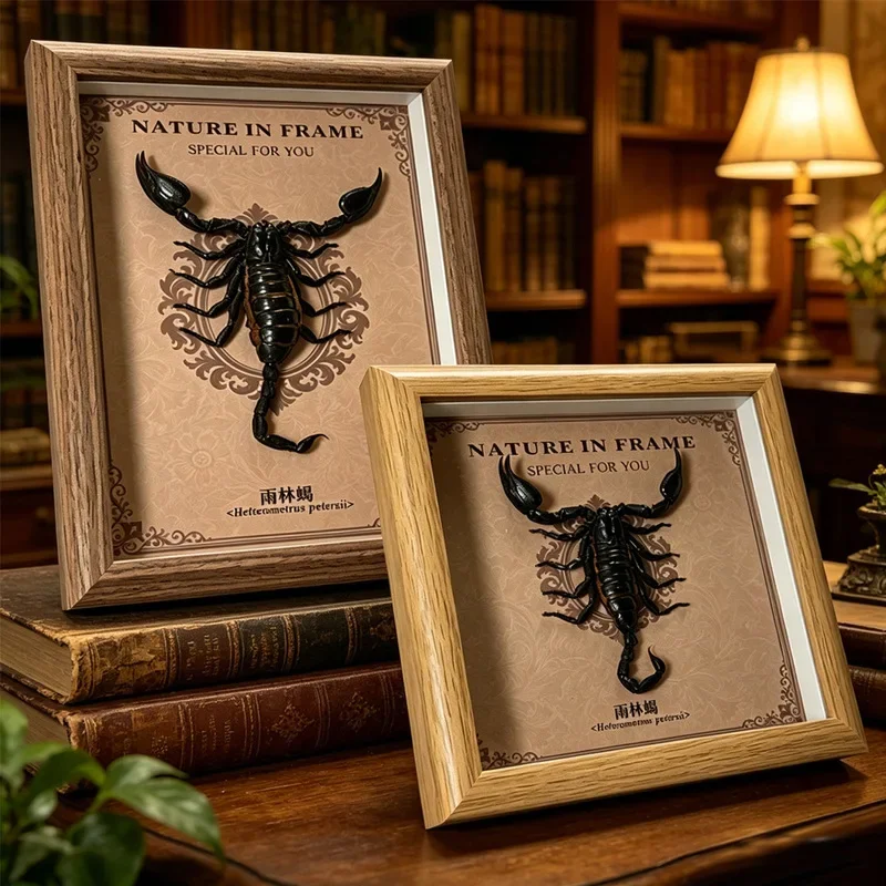 Real Rainforest Insect Specimen Frame Made Of Wood, Suitable For Decoration On Tabletop Or Wall As A Decorative Piece