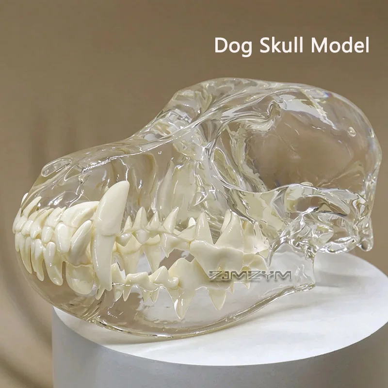 Transparent Animal Skull Dental Model Canine / Feline / Rabbit Clear Jaw with Teeth Visible Tooth Roots Veterinary Teaching Tool