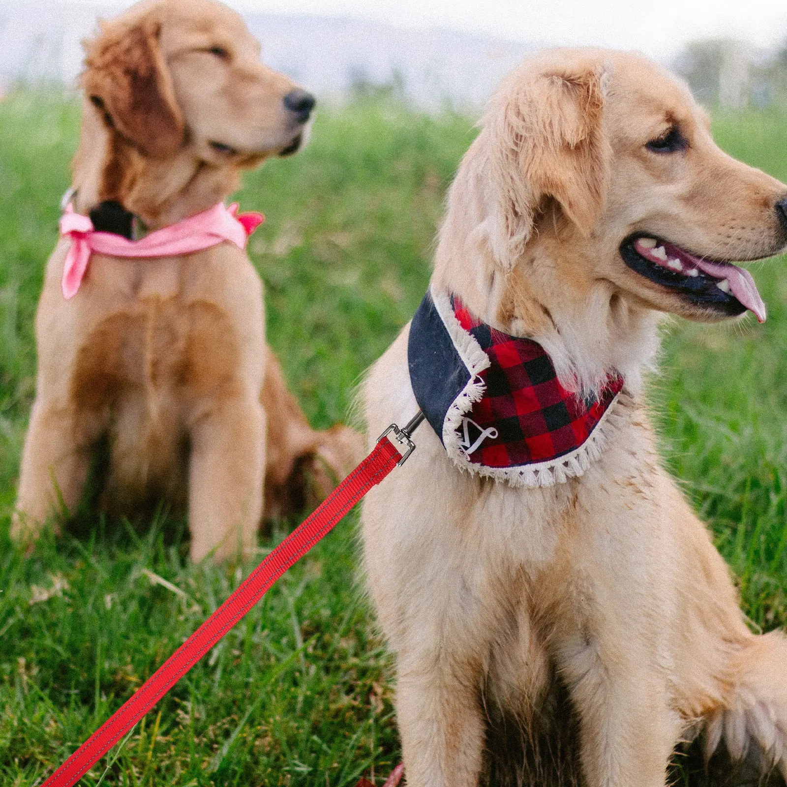 Reflective Nylon Dog Leash Ergonomic Handle Comfort Grip Non-Restrain Design for Small Medium Large Dogs Outdoor Walking