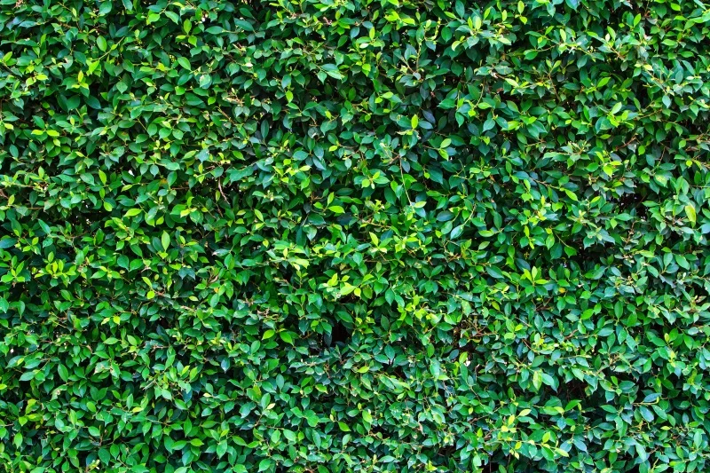 Fotografie Achtergrond Groen Gras Ontwerp Natuur Outdoorsy Kracht Achtergronden Gazon Patroon Pasgeboren Baby Kinderen Fotostudio Prop