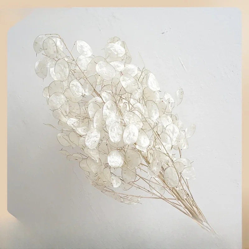 

"Spot silver fan leaves" imported natural dried flowers, eternal flowers, ins Nordic wind, high-end flowers