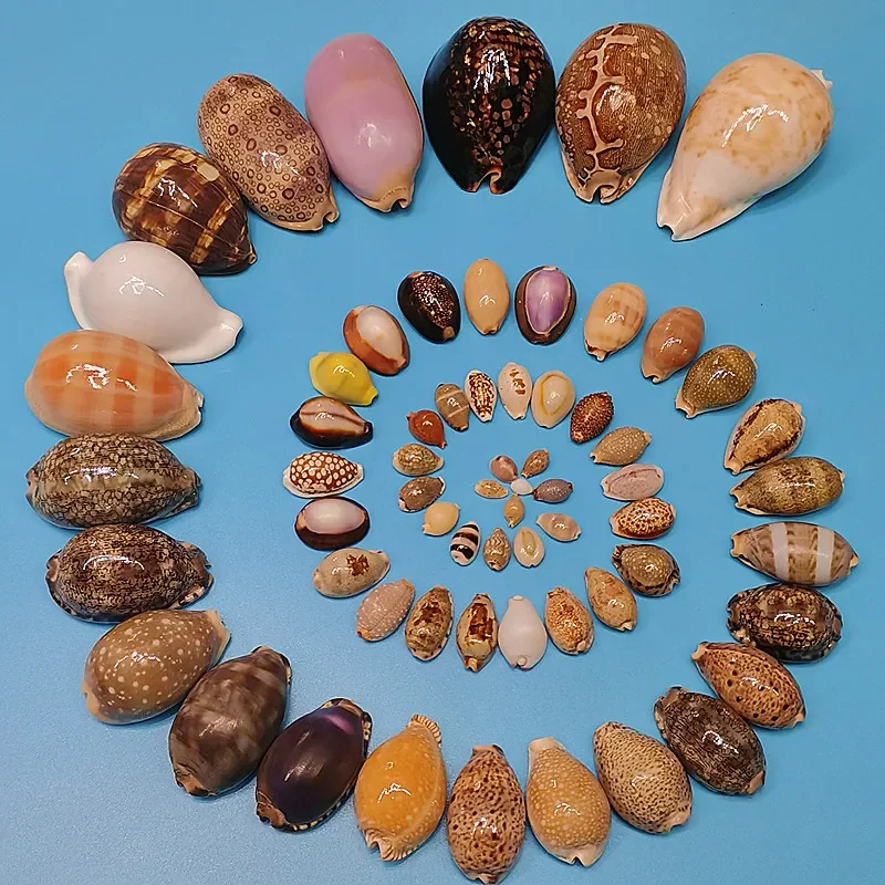 Exploring the Different Types of Conch Shells: A Comprehensive Guide for Collectors and Decor Enthusiasts