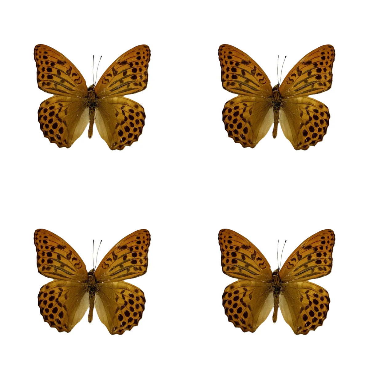 4-24 pcs natural Real Butterflies Specimen (Argynnis paphia)Artwork Material Home Decoration DIY
