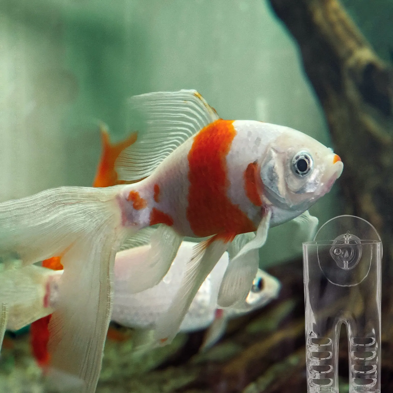 مصيدة للخنازير البحرية من الأك - مراجعة Aquarium Fish Long وسعره
