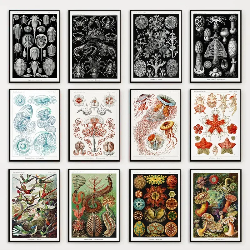 Ernst Haeckel Vintage Scientific Natural History Botanical Marine Biology Poster Print Canvas Painting Wall Art Room Home Decor