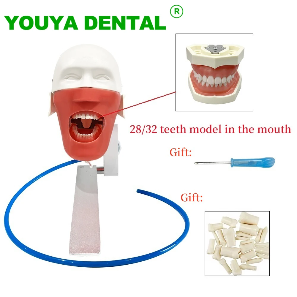 Dental Simulator Manikin Head Model 360-Degree Adjustment Dentistry Phantom With Teeth For Dentist Teaching Practice Tools New