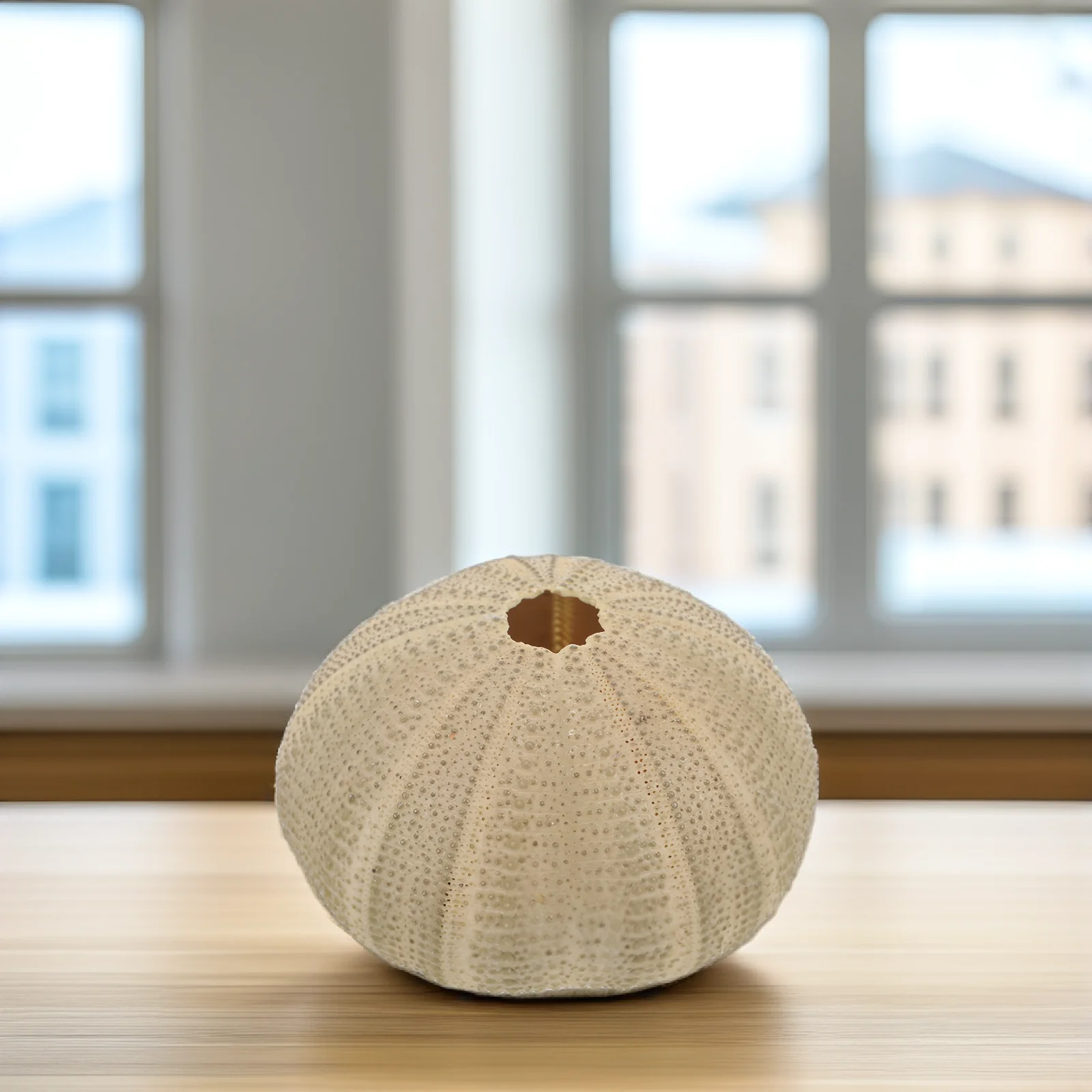 

6 pcs Natural Sea Urchin Shells Decor For Home Fish Tank, Diy Craft Decoration, Unique Ornament, Sturdy Safe Shell Art