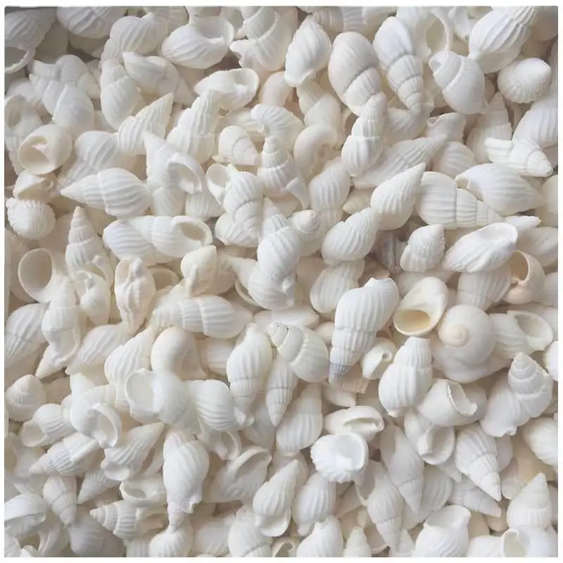 

100pcs Small Shell White Nautical Wedding Wedding Decorationsations Ornaments White Small Beautiful Shell Conches Assorted