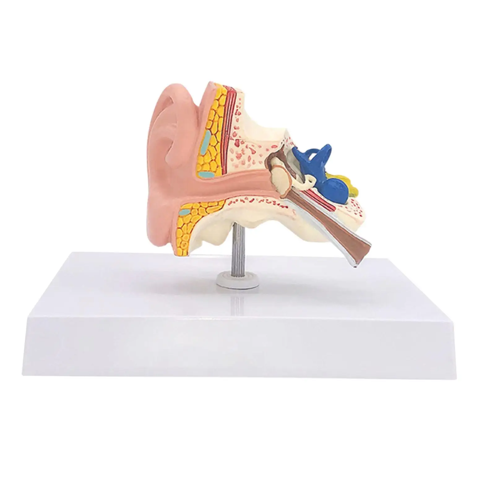 Human Ear Model Anatomical 3D Ear Model for Classroom Study Display Teaching