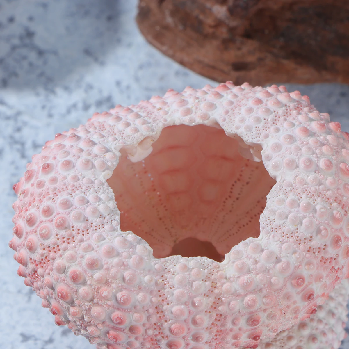 

Sea Shells for Decorating ​​urchin DIY Hand Craft Material Natural Planting Holder Planter