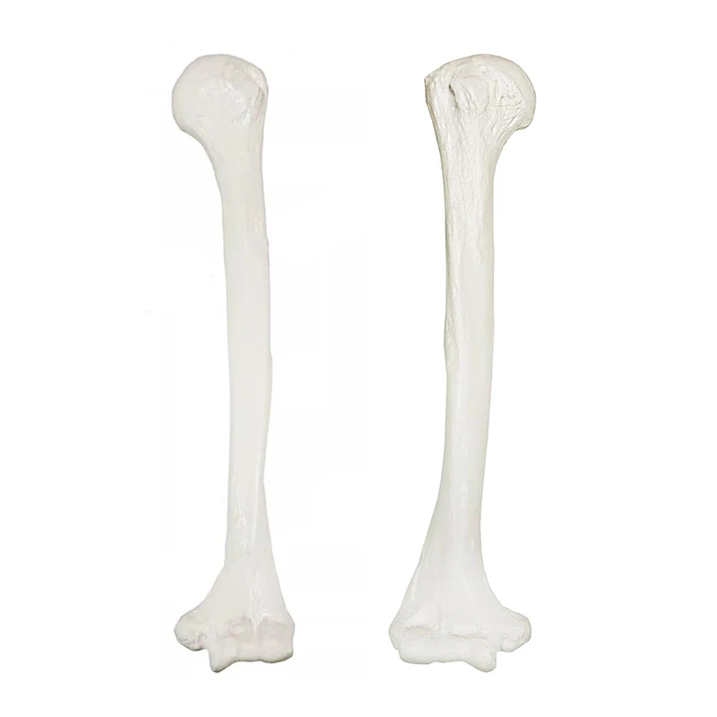 

Модель кости плечевой кости (левая/правая), модель скелета человека, анатомическая модель кости, модель для медицинского обучения