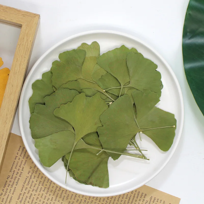 12pcs/3-5cm,Ginkgo biloba real leaf pressed plant specimen DIY dried flowers embossed photo frame bookmark candle plant material