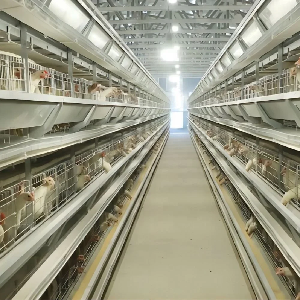 H Type Closed Poultry Farming House Complete Automatic System Battery Chicken Cage For Egg Layers