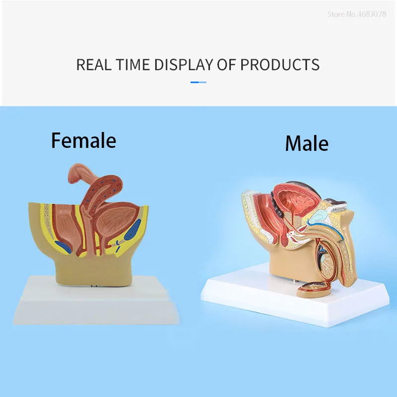 Male And Female Sagittal Pelvic Anatomy Model  Male Reproductive Organ Model Reproductive System Model Medical Teaching Supplies