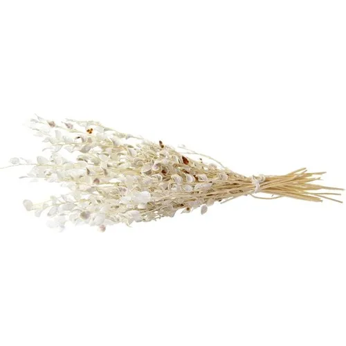 Gardenonya Decorative Dried Pearl Harness Beyazlatılmış Dried Flower Plant