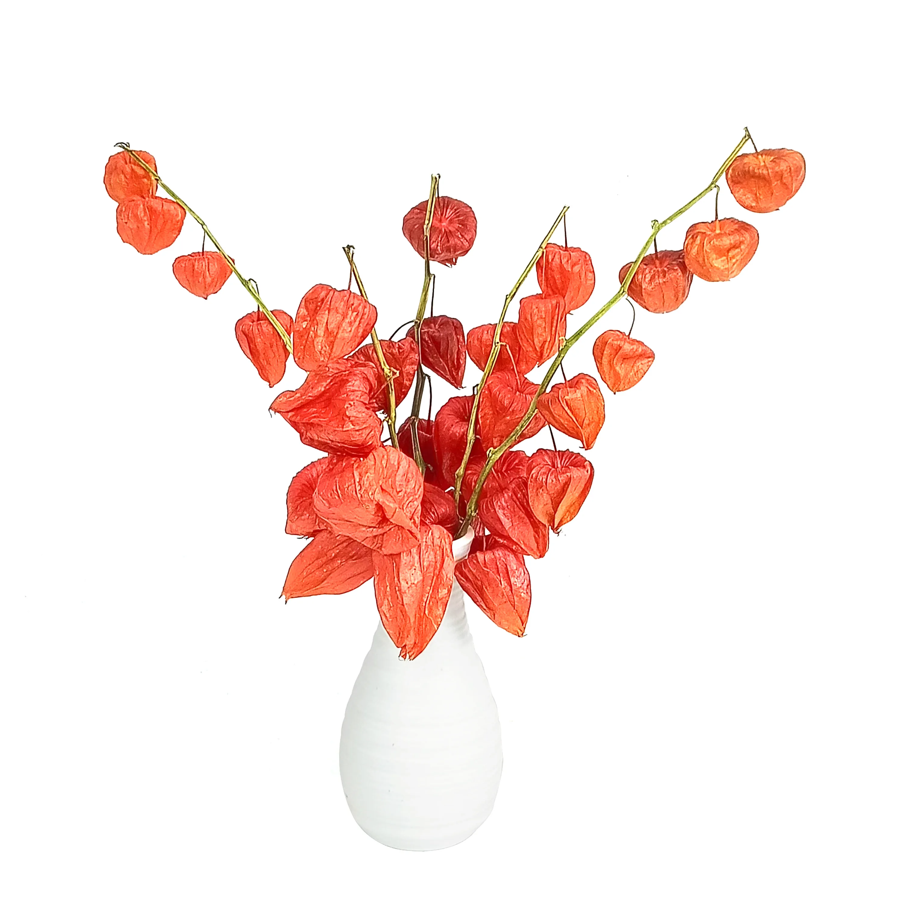 Dried Physalis Branch,5PCS/Bundle Real Orange Dried Flowers,for Christmas,DTY Crafts,Home,Party,Vase,Table,Wedding Decor view 2