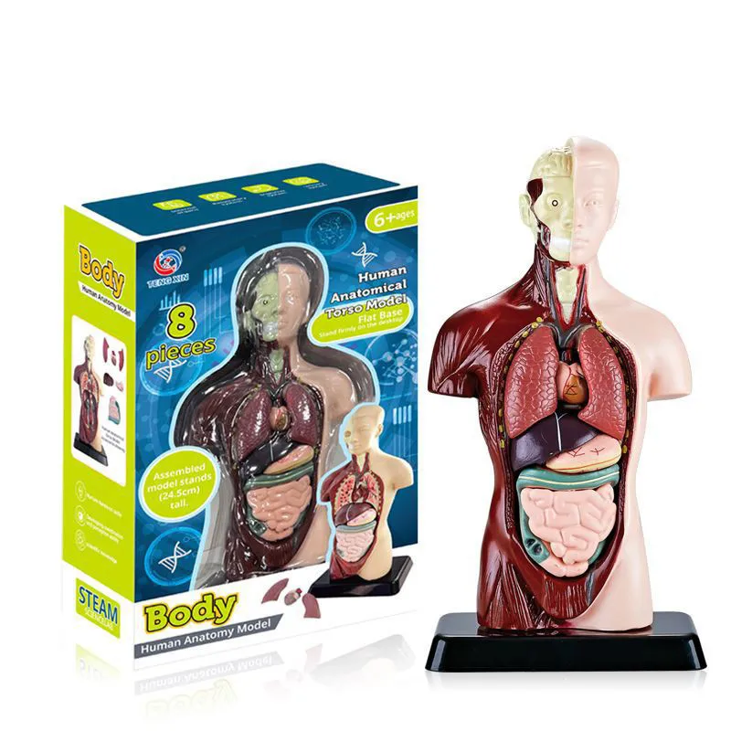 

Glow in the Dark Human Body Anatomy Model Science Cognitive Kits STEM Toys Educational Removable Organs Kid Gifts Assembled Toy