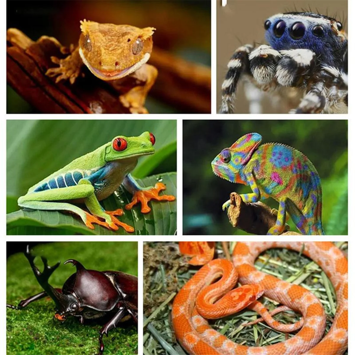 ABKO-สาขาสัตว์เลื้อยคลานสําหรับปีนเขาที่ไม่ซ้ํากัน Bearded Dragon สาขาธรรมชาติลื่น Habitat ตกแต่งสัตว์เลื้อยคลาน Decor
