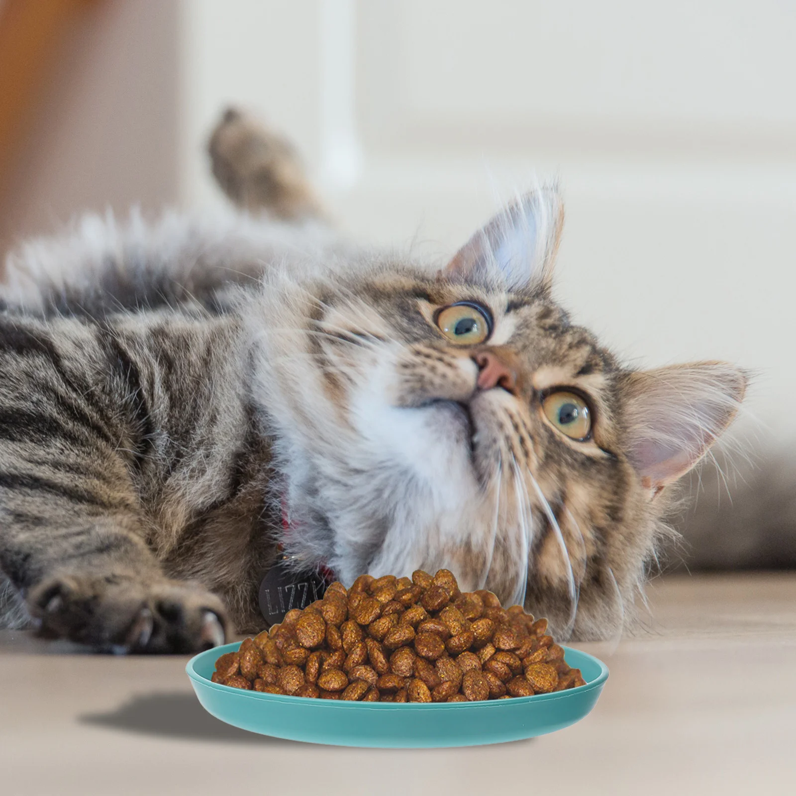 4 Pcs Fatigue-relieving Cat Bowl for Cats Snacks Bowls Sturdy Shallow Water Treats Round Food Flat Pet Board