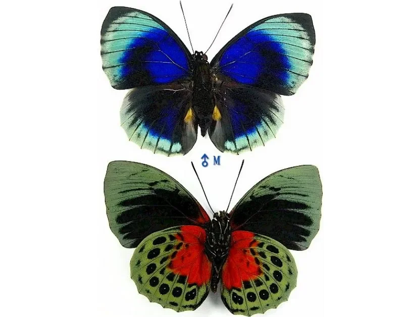 Agrias Beata Occidentalis Moroho Didius Real Butterfly Specimens Without Open Wings Entomologist Insect Lover