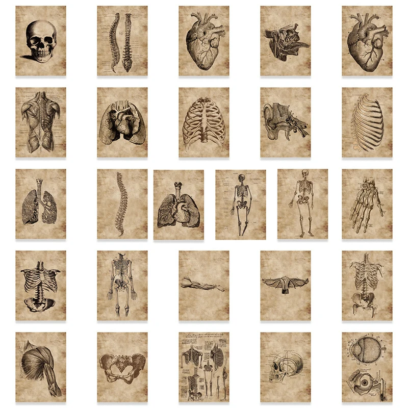 New 56pcs/set Human Body Organ Stickers Waterproof Sticker Anatomy Map Decals For Water Bottle Laptop Luggage Phone