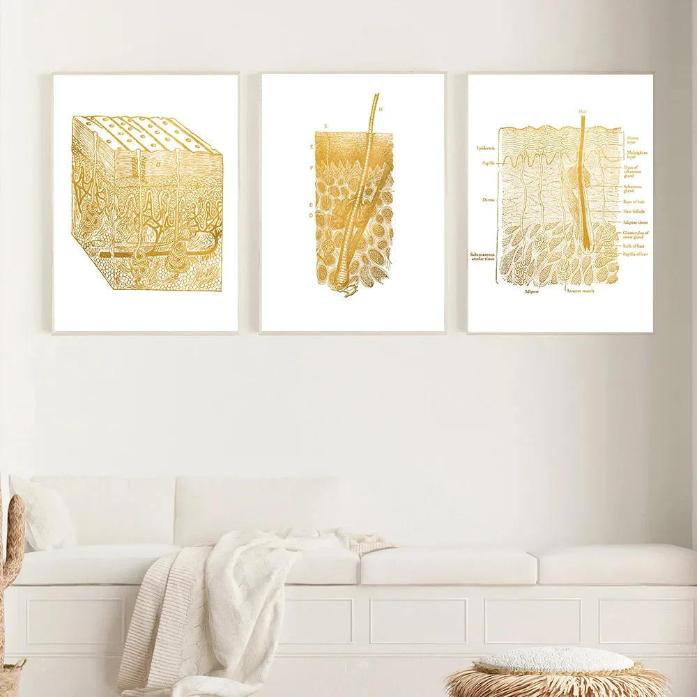 Gold Skin Anatomy Dissection Histology Anatomical Charts Posters, Canvas Print, Wall Pictures for Medical Education, Home Decor