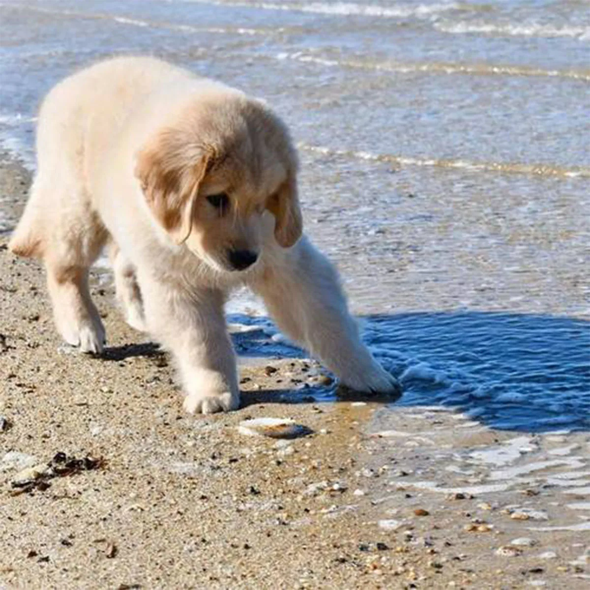 

Dog Bark Collar, Bark Collar for Large Medium Small Dogs, Rechargeable E-Collar, Smart Bark Collar, Anti Barking Training Collar