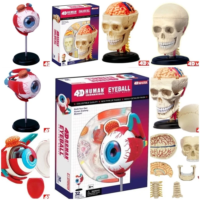 Master 4D eye model 32 pcs assembled human anatomy  new 3D structure of the  puzzle