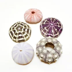 Assorted Natural Sea Urchins Colorful Urchin Shells for Air Plants,Craft and Decorations DIY Crafts