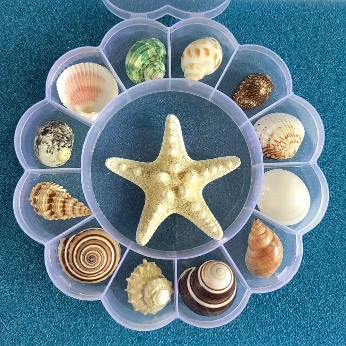 Shells Conches Natural Specimens Snails Starfish Gift Boxes Popular Science on Marine Life