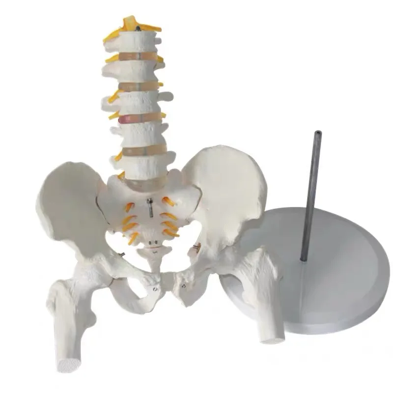 Life Size Chiropractic Human Anatomical 5-Segment Lumbar Vertebral Spine Anatomy Model Medical Teaching Equipment Tool