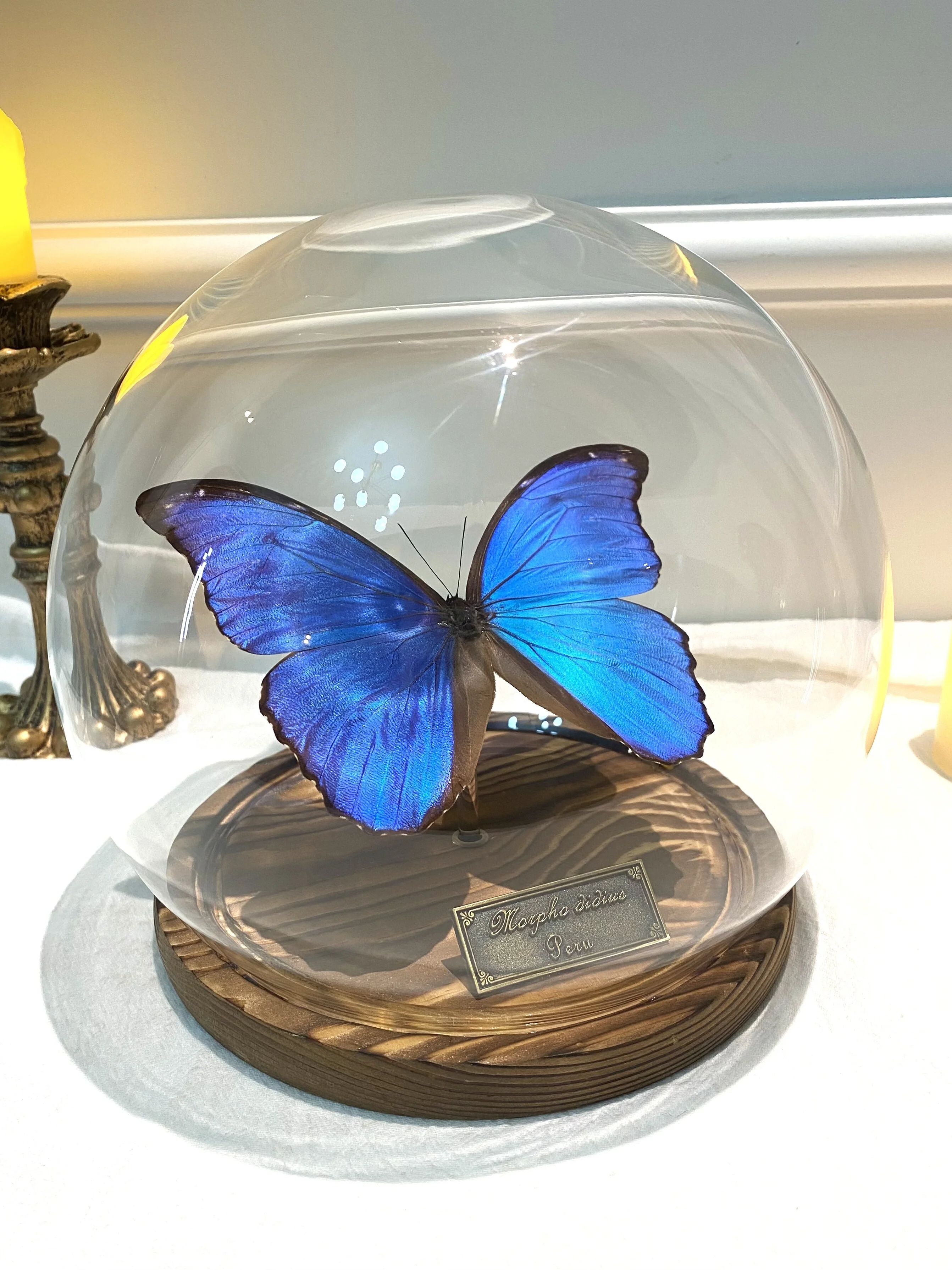 Butterfly Specimens Big Blue Butterfly Preserved Fresh Flower Glass Cover Seal Ornaments