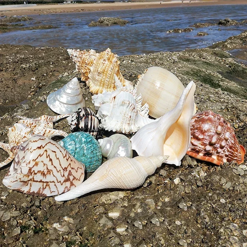 Shell ornaments background wall home decoration original tank landscaping