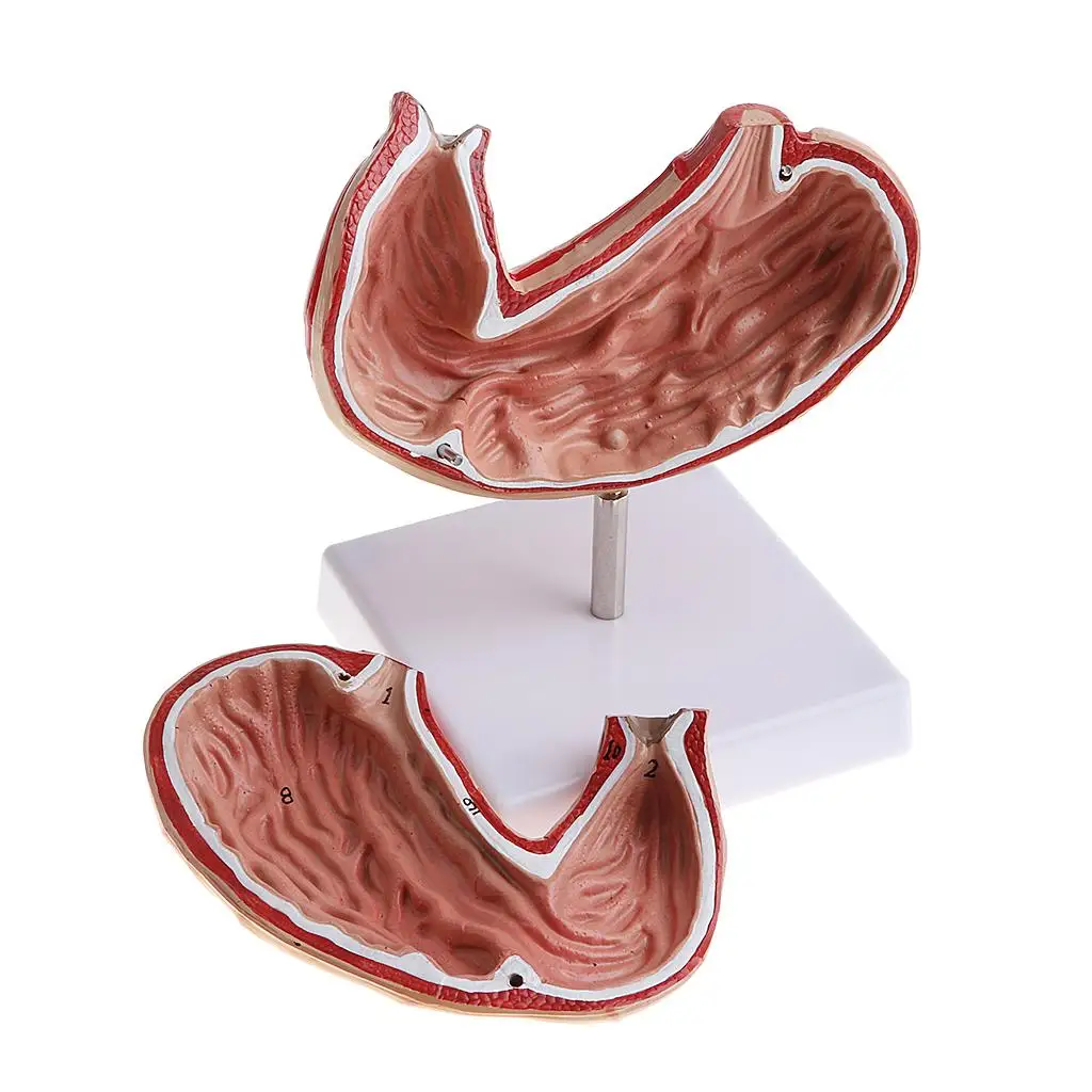 Modello di stomaco umano a grandezza naturale (2 parti) - Modello contrassegnato con numeri della struttura dello stomaco 1:1 per l'anatomia
