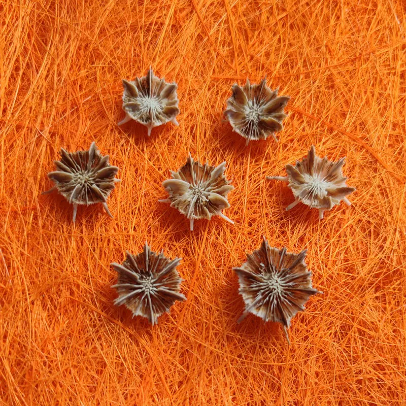 Miniature Natural Sea Urchin Echinus Microperus 1-2cm Collectible Decorative Ornament for Base Display Aquarium Scenery