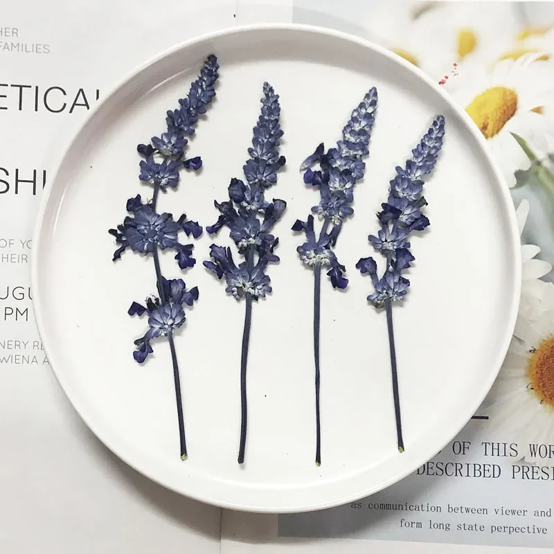 60X Dried Natural Pressed Salvia Japonica Lavender Flower Stalk For Jewelry Photo Frame Scrapbooking Bookmark Phone Case Craft