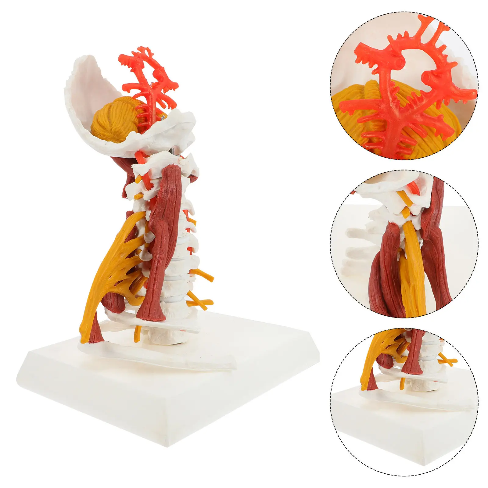 

Human Cervical Spine Anatomical Teaching Display Detailed Cervical Vertebra Human Vertebra Nerve Muscle