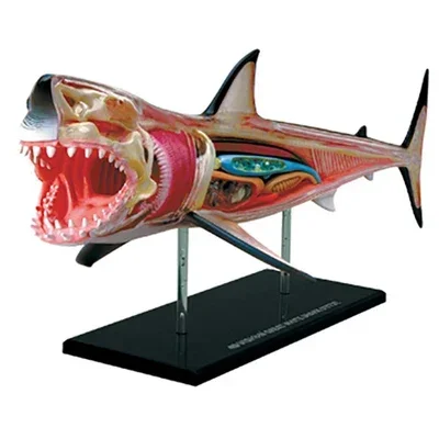 Hong Kong Genuine Shark Visceral Bone Anatomy Assembly Model Science Popularization Teaching Equipment Decoration